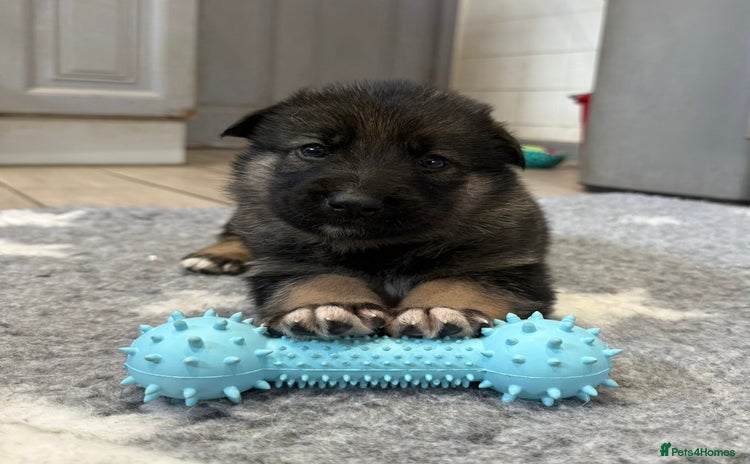 Utonagan dogs - Advert 1