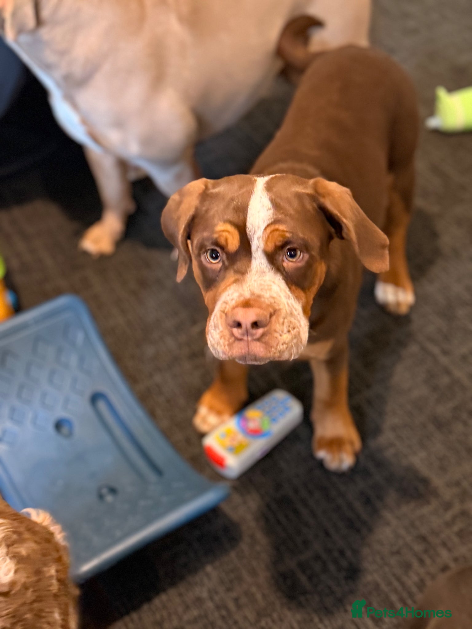 Olde English Bulldogge dogs Two olde English pups - Advert 13