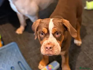 Olde English Bulldogge dogs Two olde English pups - Advert 15