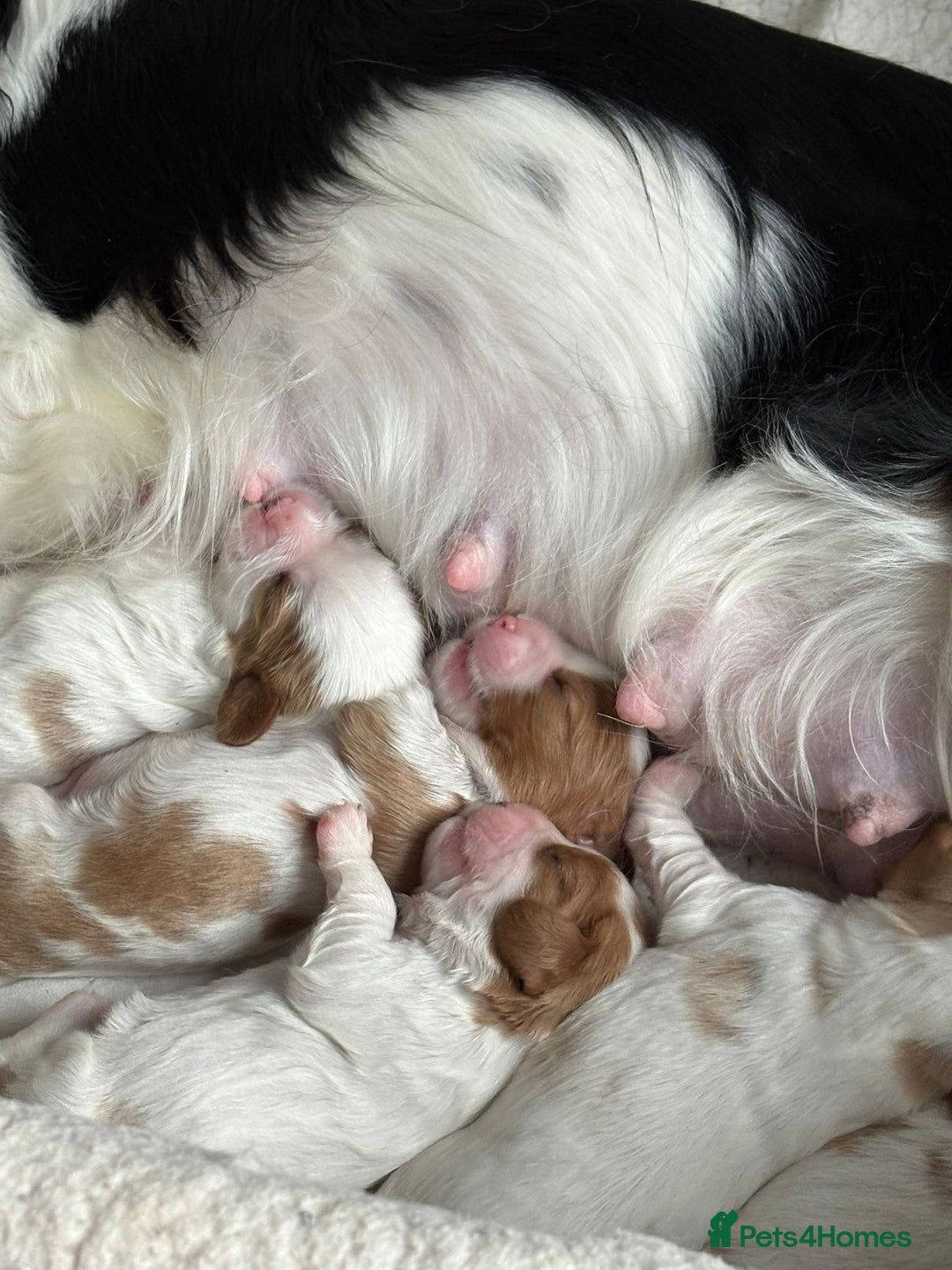 Cavalier King Charles Spaniel dogs for sale: Beautiful Blenheim King Charles spaniel pups   - Image 9