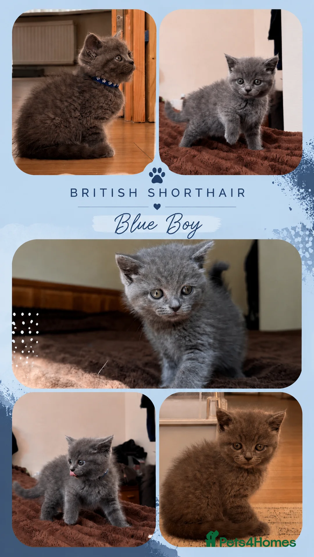 British Shorthair cats for sale: Pedigree TICA British Shorthair kittens  - Advert 2