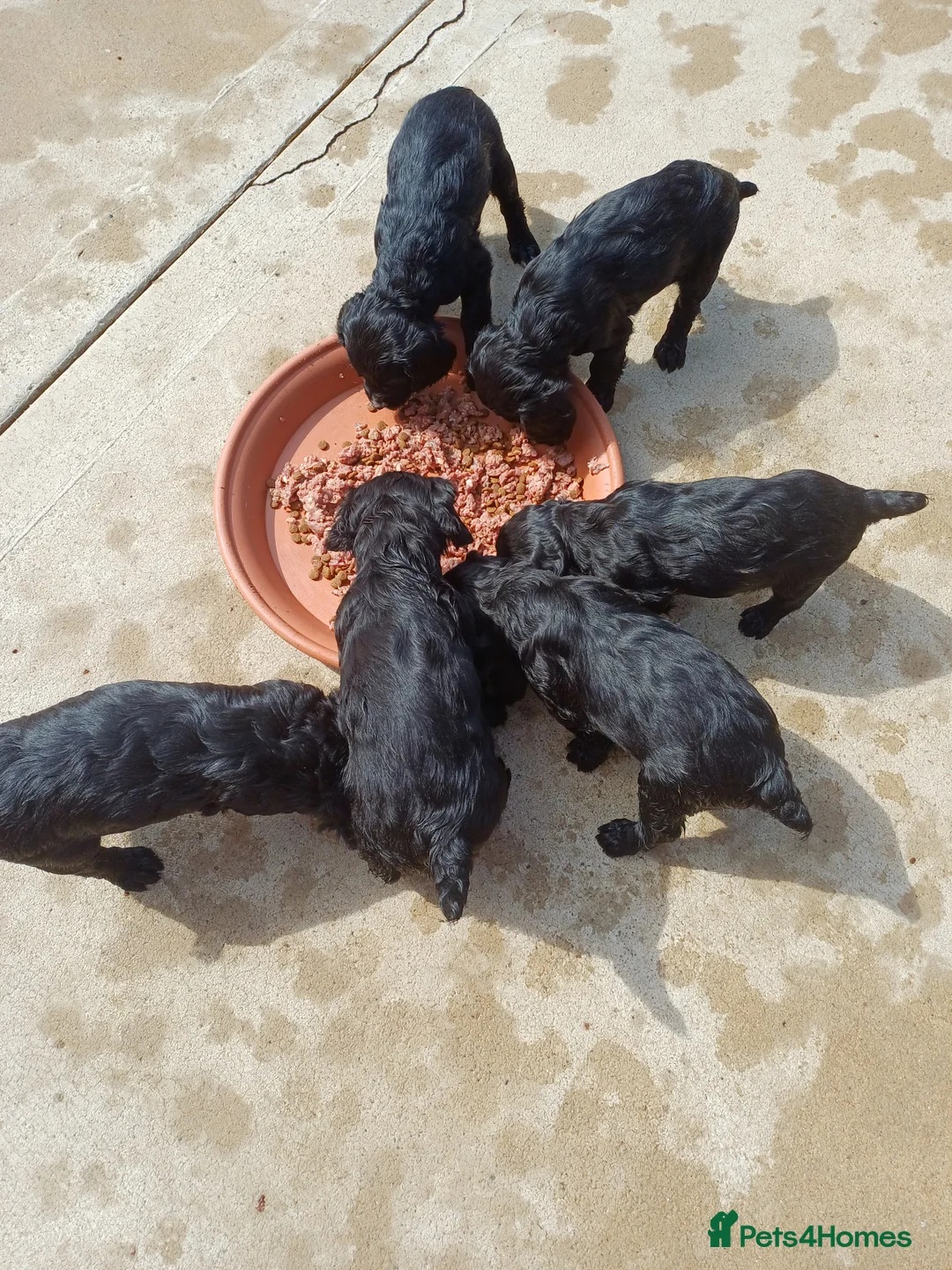 Cocker Spaniel dogs for sale: EXELLENT  BRED WORKING COCKER PUPPIES  - Advert 3