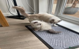 Ragdoll cats for sale: Female kitten become available! Pure Ragdoll in Derby - Image 32
