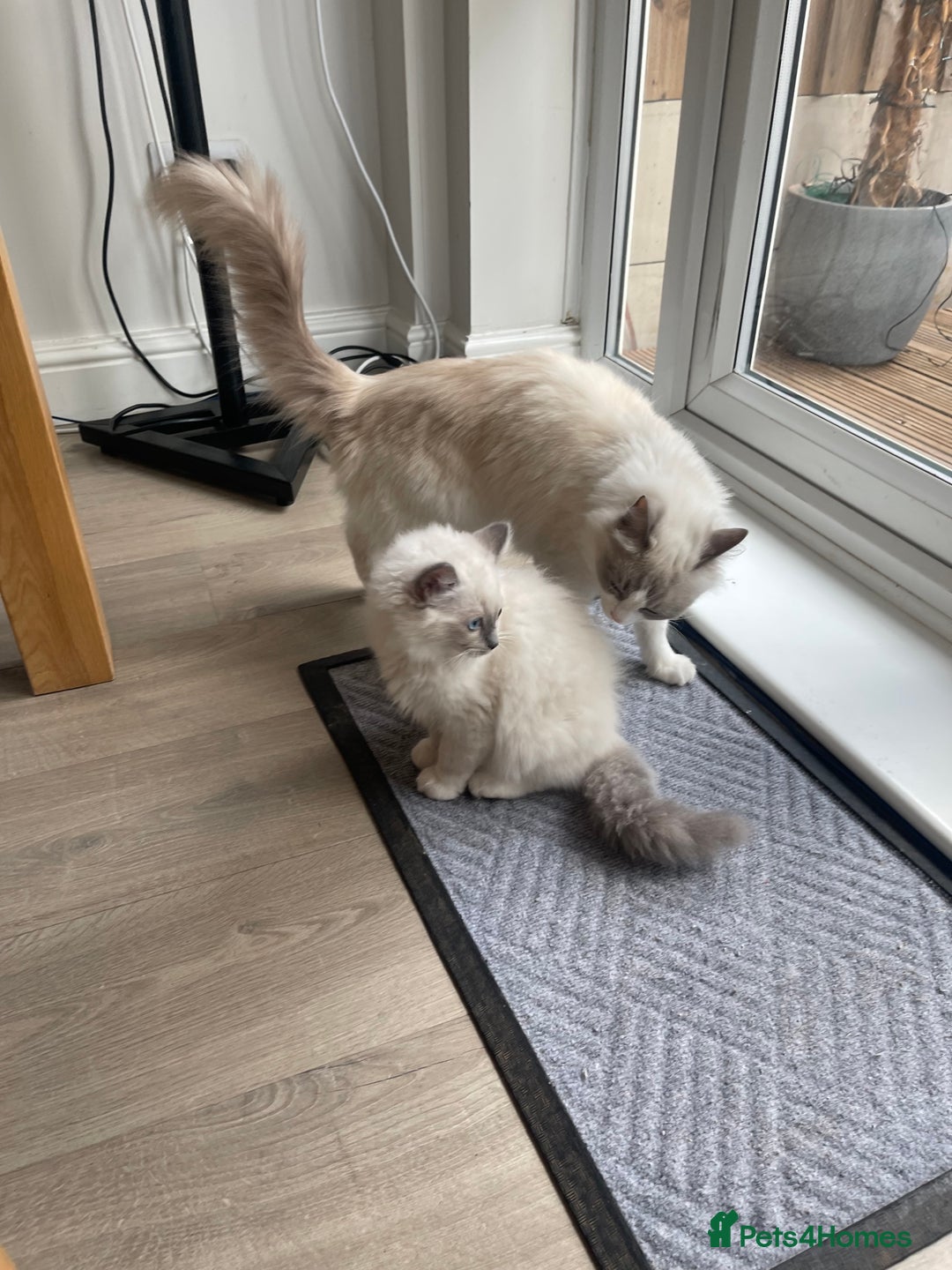 Ragdoll cats for sale: Female kitten become available! Pure Ragdoll in Derby - Image 32