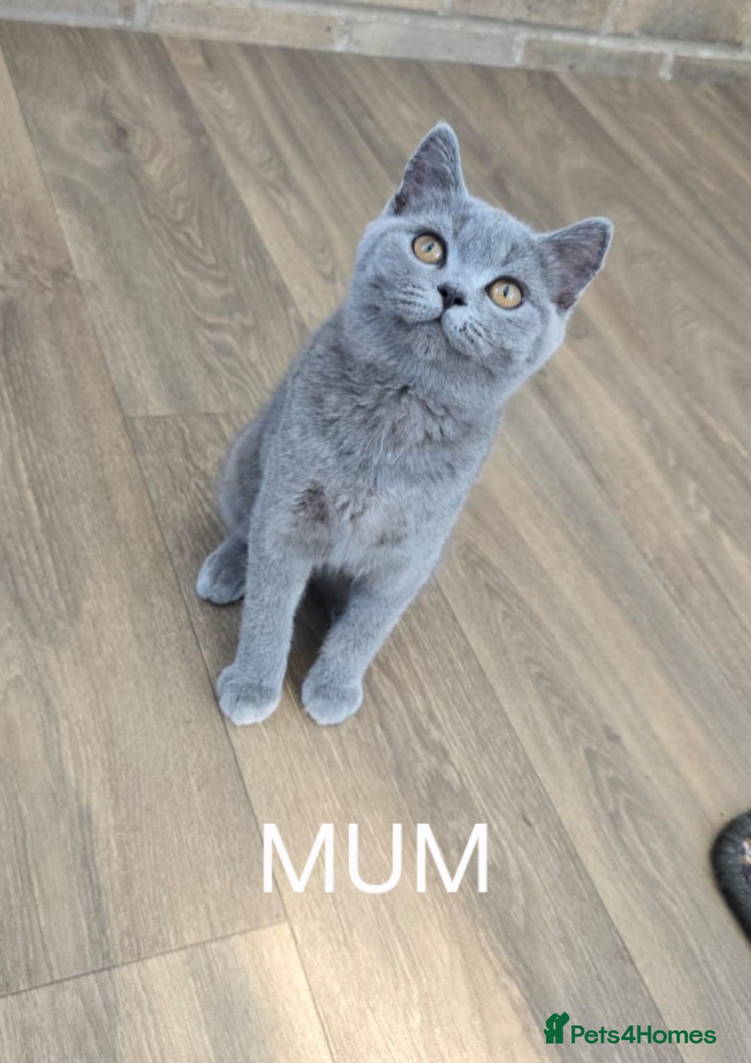 British Shorthair cats for sale: British shorthair x persian kittens  in Hull - Advert 3