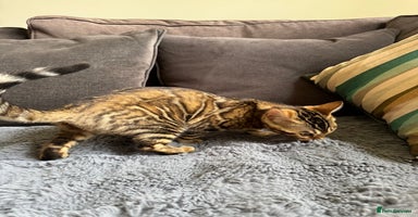 Bengal cats in Newark - Advert 4