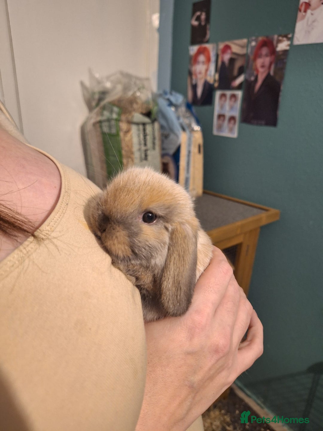 Mini Lop rabbits for sale: Five female Mini lops for sale - Advert 5