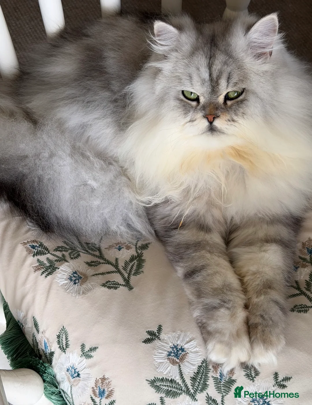 Persian cats for sale: Two Fabulous Persians,, Must Go Together! - Advert 1