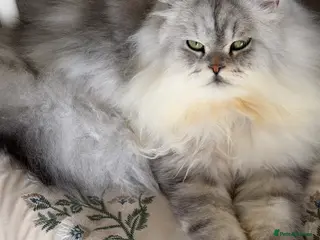 Persian cats Two Fabulous Persians,, Must Go Together! - Advert 1