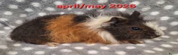 Guinea Pig rodents for sale: Adult guinea pigs  - Advert 5