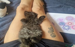 Mixed Breed cats for sale: Beautiful girl  - Image 6