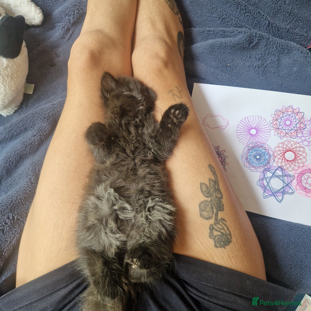Mixed Breed cats for sale: Beautiful girl  - Image 6