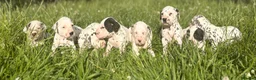 Dalmatian dogs for sale: Exceptional KC Dalmatian Puppies  - Advert 16
