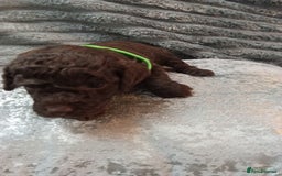 Jackapoo dogs for sale: Beautiful Jackapoos puppies - Advert 34