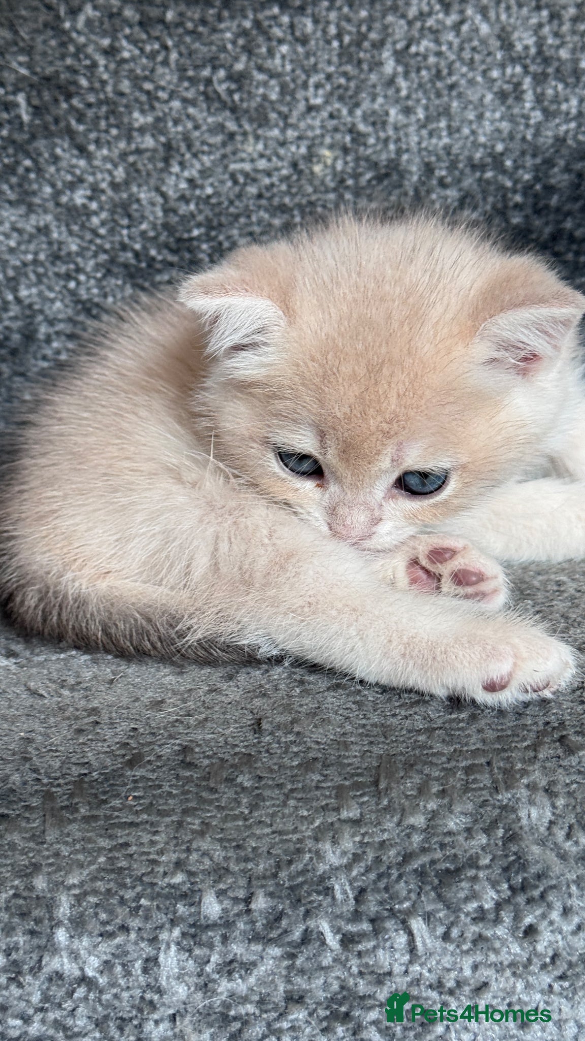 British Shorthair cats for sale: ADORABLE GCCF BSH CHOCOLATE GOLD KITTENS  - Advert 15