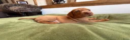 Hungarian Vizsla dogs for sale: Ready this weekend Beautiful litter.  - Advert 26