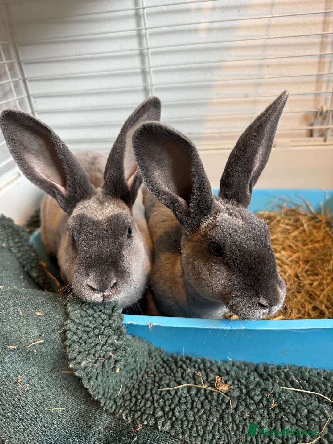 Rex rabbits for sale: Rex bucks  - Advert 1