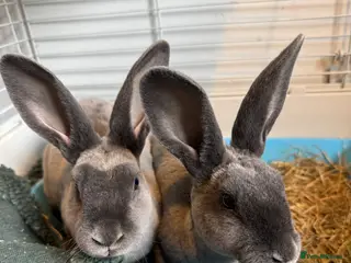 Rex rabbits Rex bucks - Advert 3