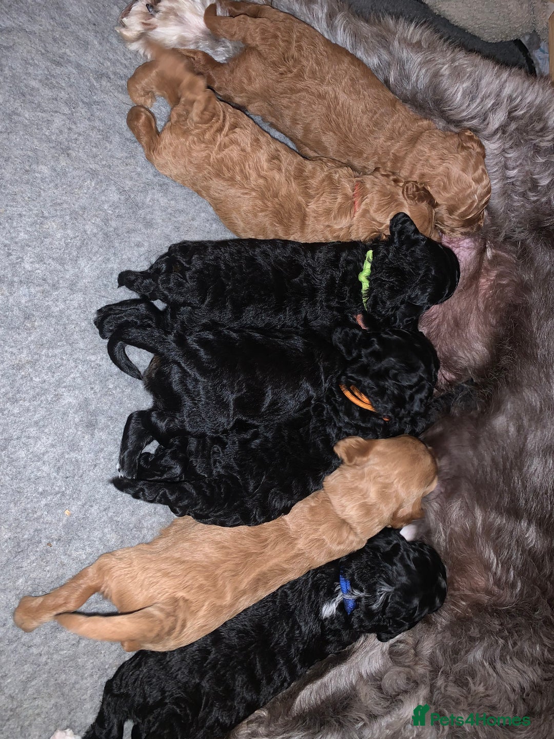 Labradoodle dogs for sale: F1b Miniature Labradoodle Puppies  - Advert 5