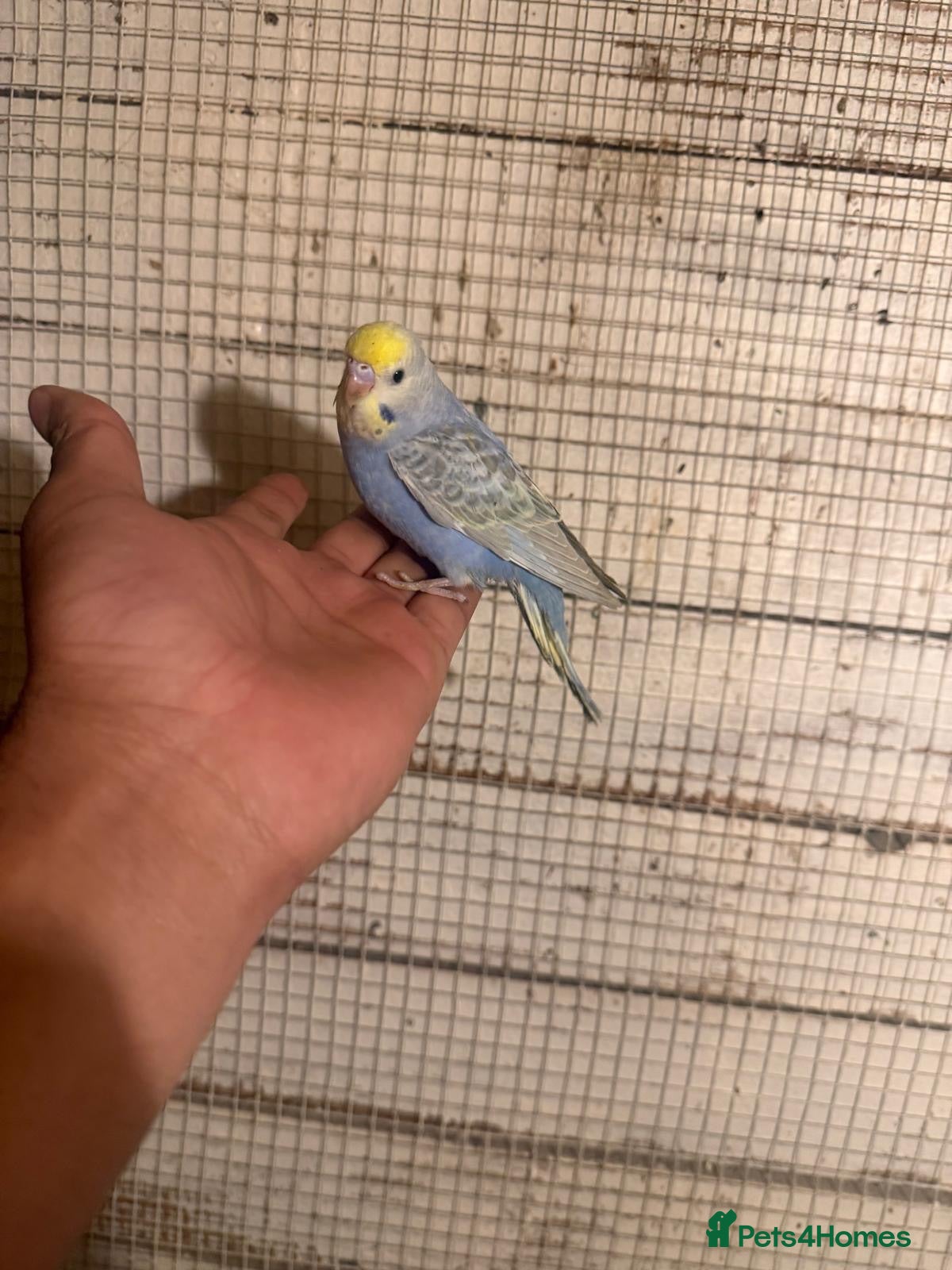 Budgerigars birds Budgies for sale £40 each collection mk404nn - Advert 18