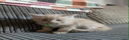 Ragcoon cats for sale: Beautiful Ragcoon Litter - Advert 3