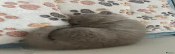 British Shorthair cats for sale: Beautiful British Shorthairs in Stowmarket - Advert 9