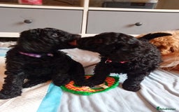 Cockapoo dogs for sale: Gorgeous F1B cockapoo  - Advert 16