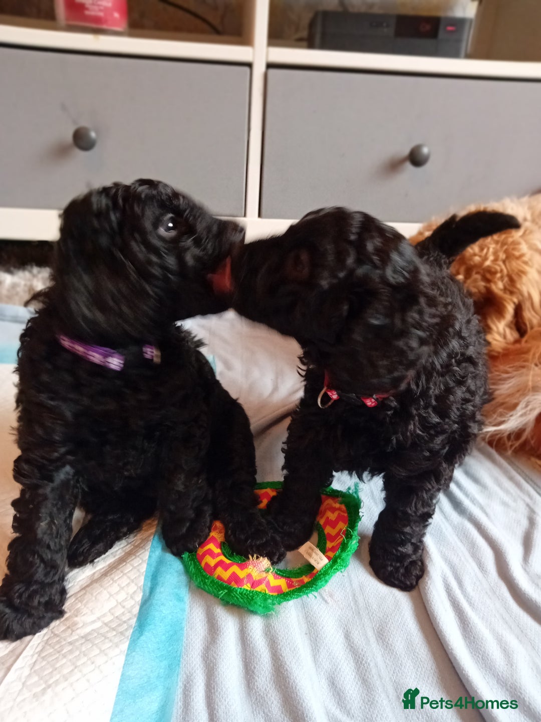 Cockapoo dogs for sale: Gorgeous F1B cockapoo  - Advert 16