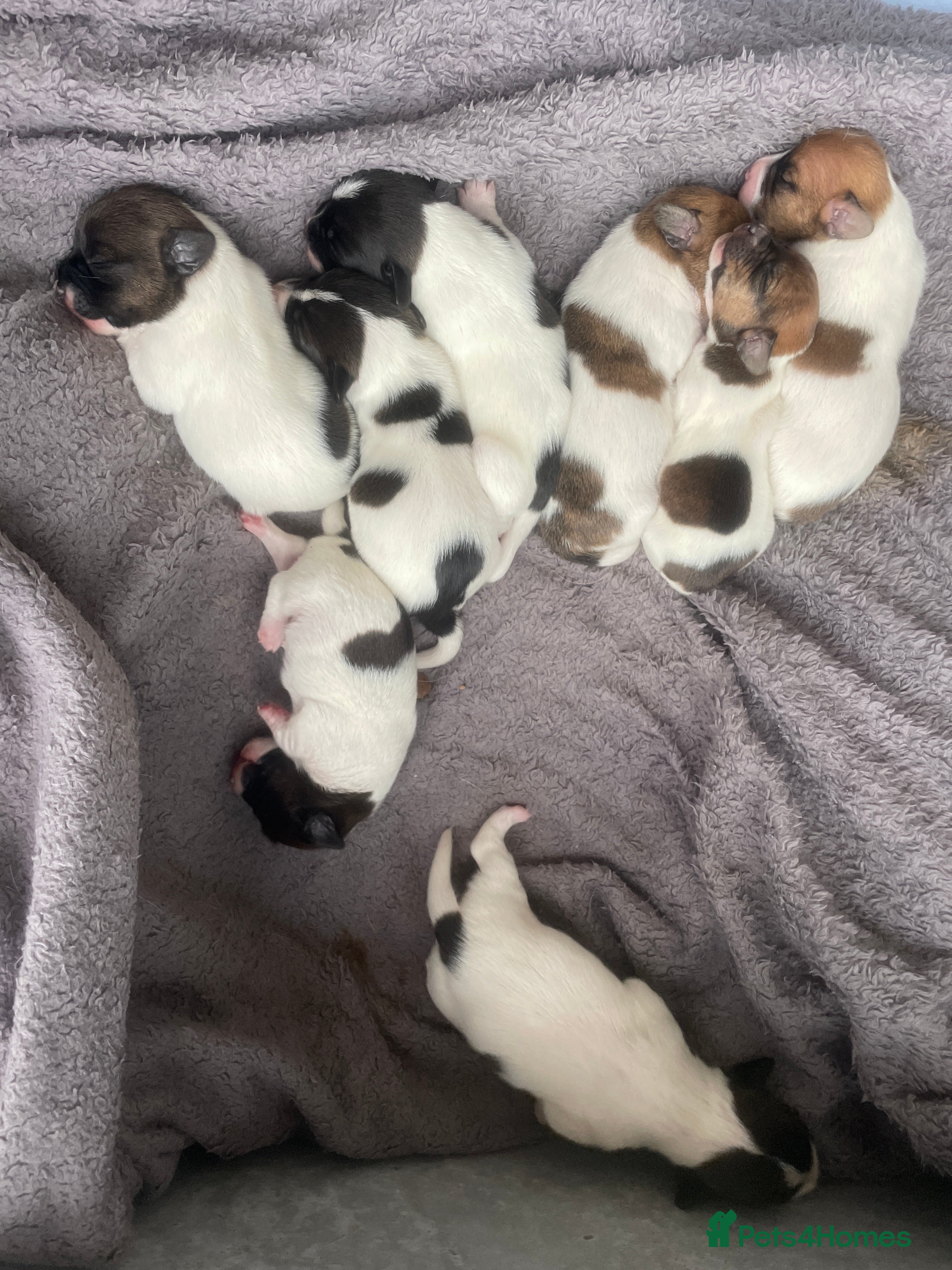 Jack Russell dogs Stunning short legged Jack Russells - Advert 15