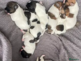 Jack Russell dogs Stunning short legged Jack Russells - Advert 15