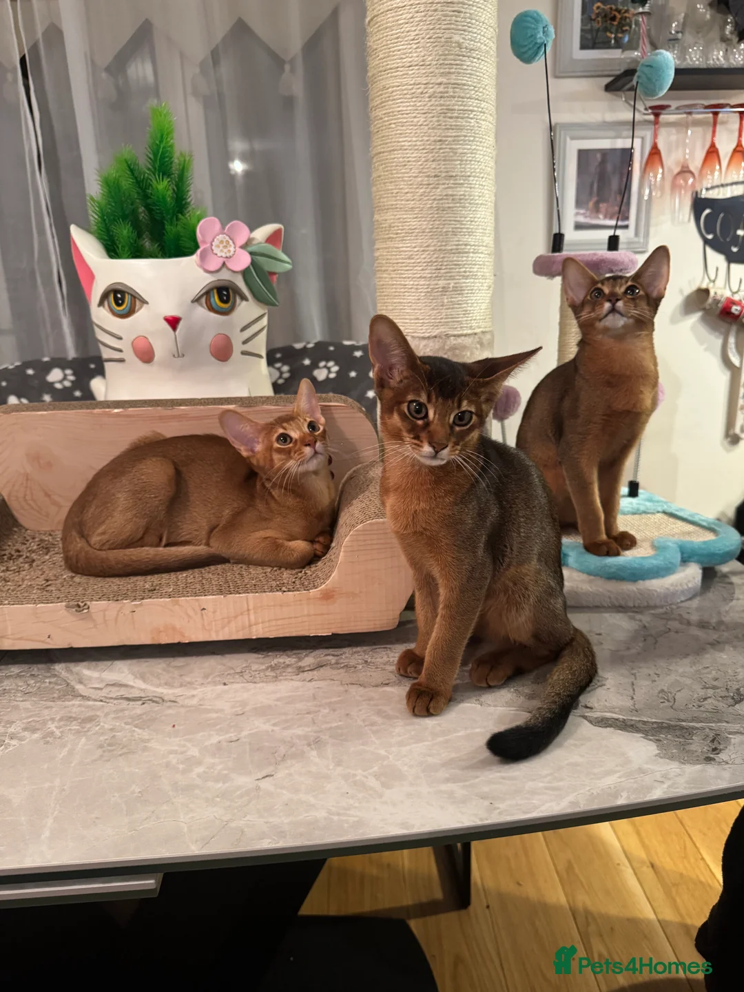 Abyssinian cats for sale: Abyssinian kittens looking for a new forever home - Advert 3