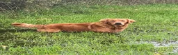 Golden Retriever dogs for stud: Gorgeous red golden retriever for stud - Advert 5
