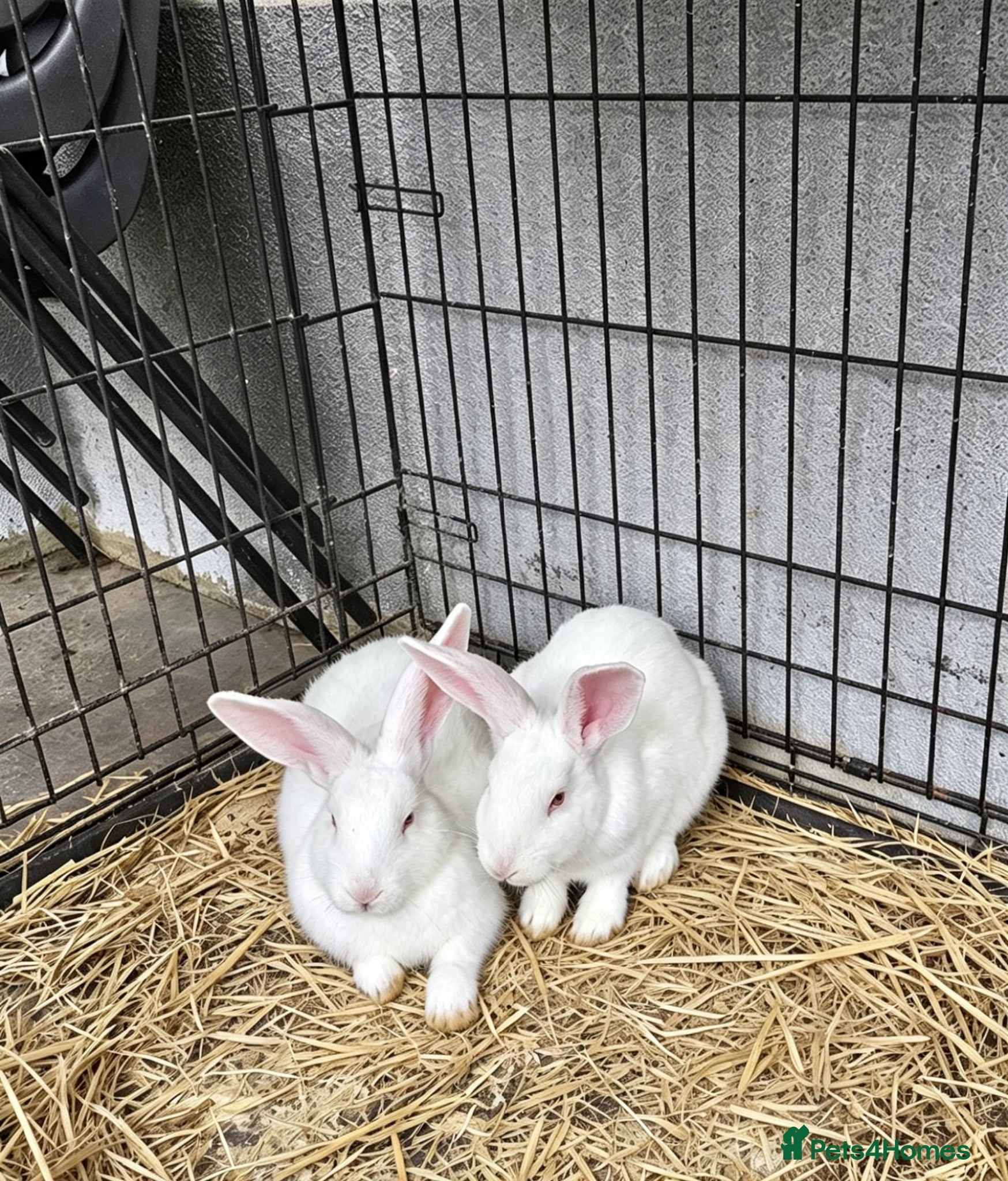 New Zealand rabbits New Zealand White Breeding Pair - Advert 1