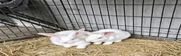New Zealand rabbits for sale: New Zealand White Breeding Pair - Advert 1