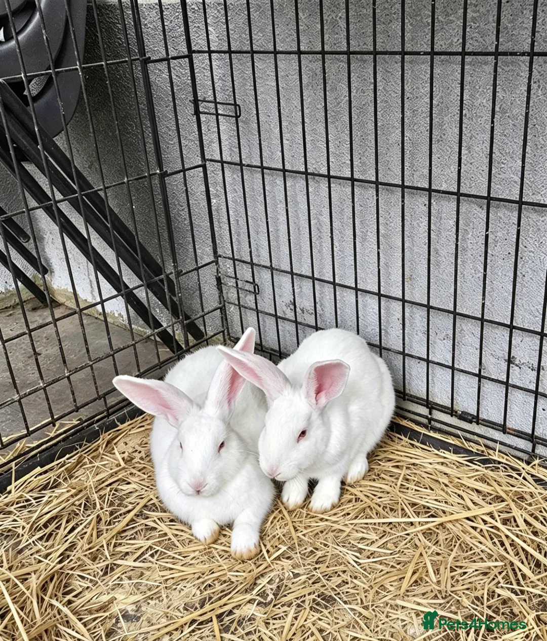 New Zealand rabbits for sale: New Zealand White Breeding Pair - Advert 1