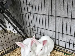 New Zealand rabbits for sale: New Zealand White Breeding Pair - Advert 1