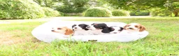 Cockalier dogs for sale: Cockalier puppies - 5 in litter  in Tonbridge - Advert 22