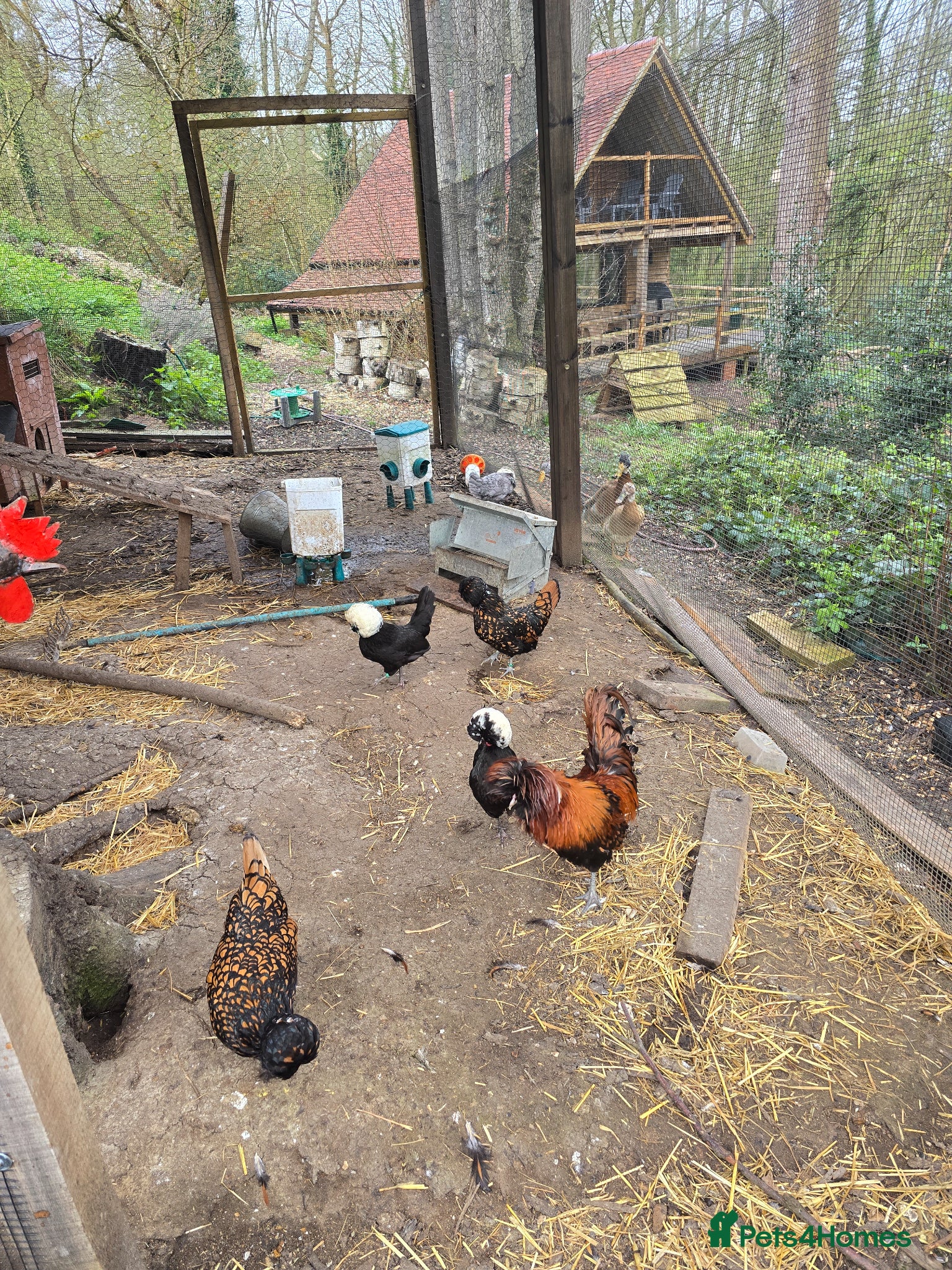 Chickens poultry Polish chickens  - Advert 5