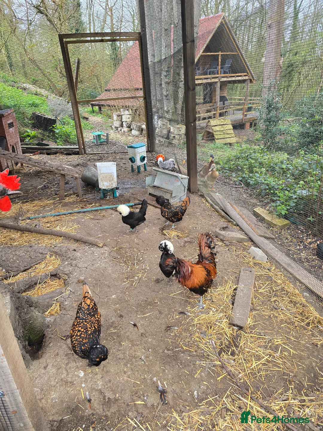 Chickens poultry for sale: Polish chickens  in Reading - Advert 1