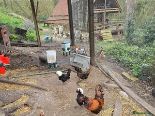 Chickens poultry Polish chickens - Advert 1