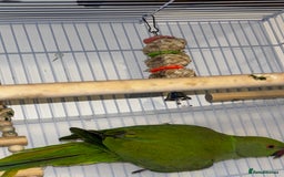 Ringnecks birds for sale: Indian Ringneck 6months Female - Image 3