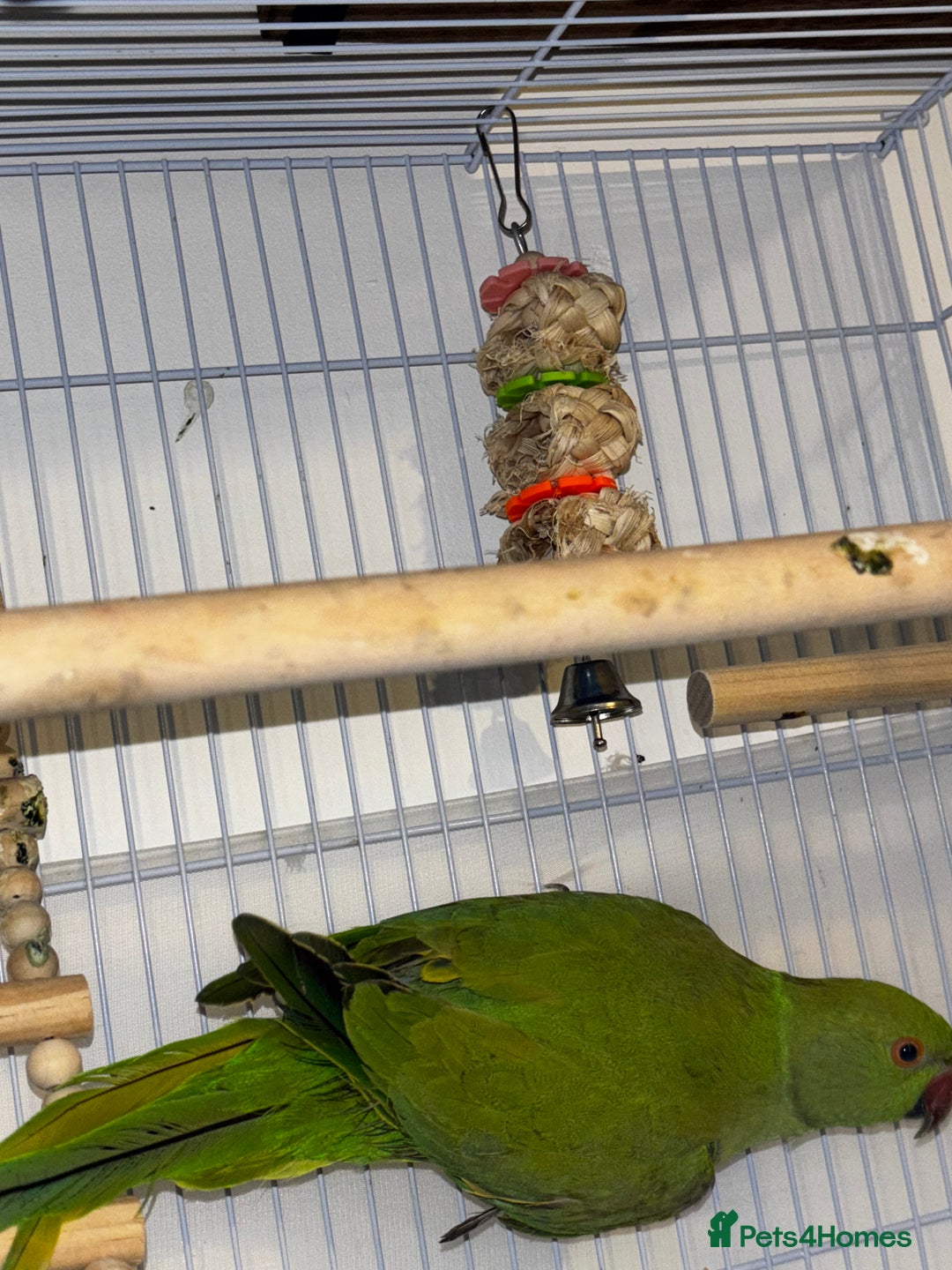 Ringnecks birds for sale: Indian Ringneck 6months Female - Image 3