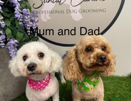 Poochon dogs 2 Poochons, Both Girls 💝Ready Now in Cheshire - Advert 14