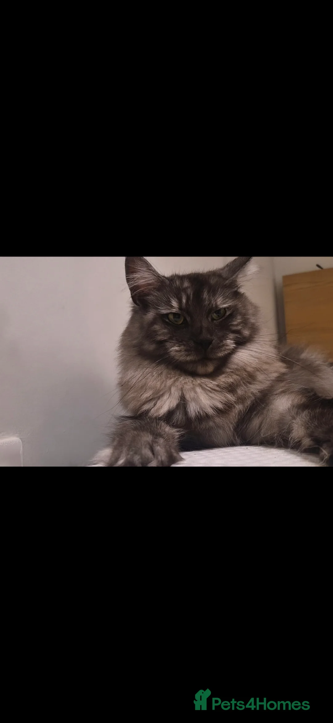 Maine Coon cats for sale: 7 beautiful maine coons for sale  - Advert 1