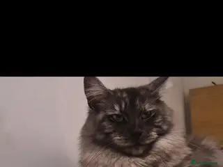 Maine Coon cats 7 beautiful maine coons for sale - Advert 4