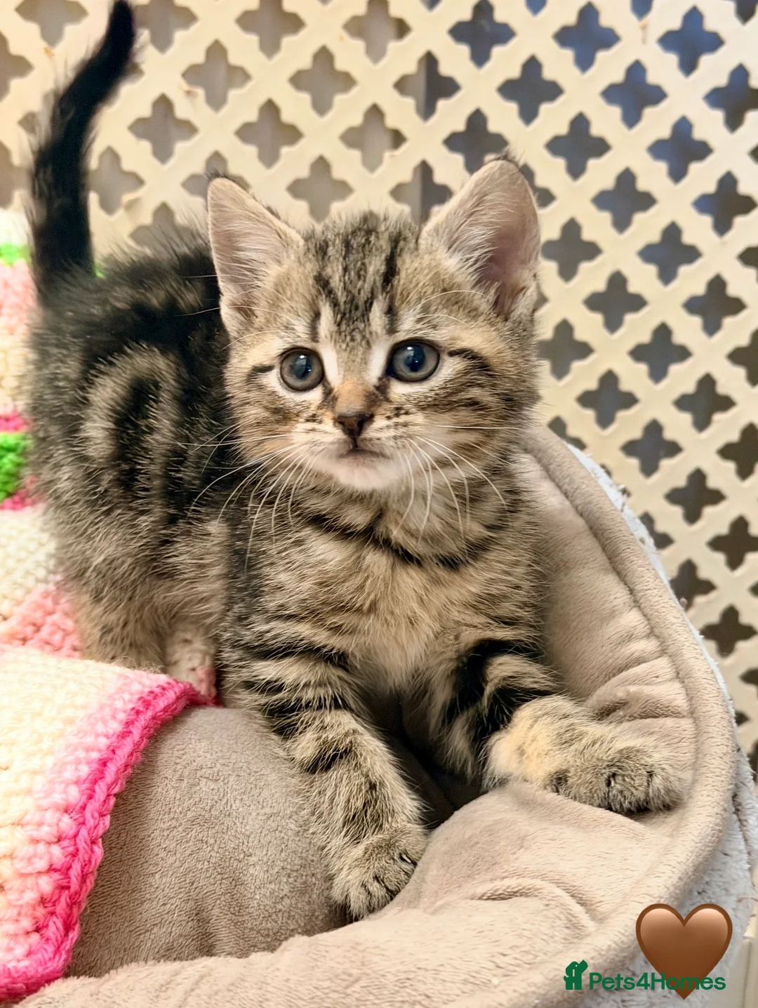 Mixed Breed cats for sale: 💖 MAINE COON X RAGDOLL *PARENTS HEALTH TESTED* 💖 - Advert 28