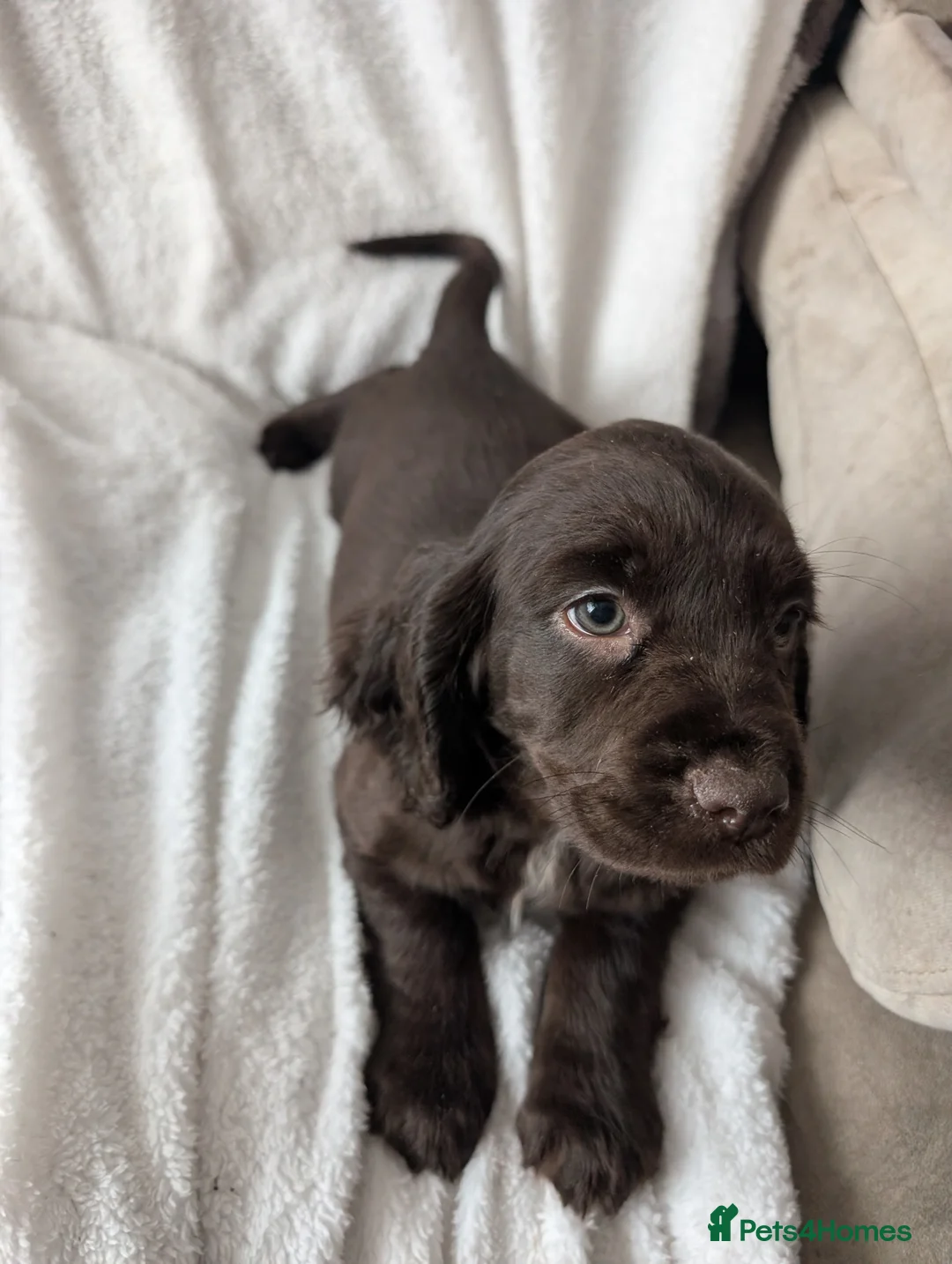 Cocker Spaniel dogs for sale: Cockerspaniel puppies ready soon! - Advert 24