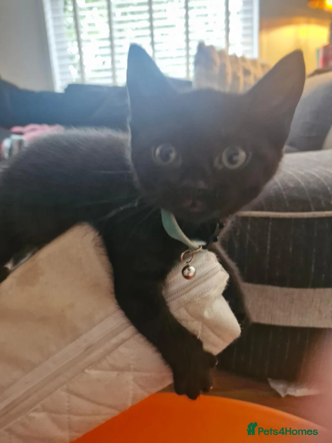 Mixed Breed cats for sale: 2 girls 1 boy half British Shorthair in London - Advert 2