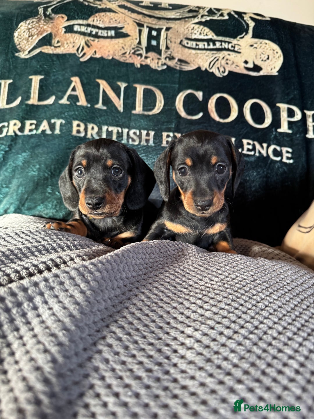 Miniature Dachshund dogs for sale: 1 dog left! Ready now. KC reg - Advert 2