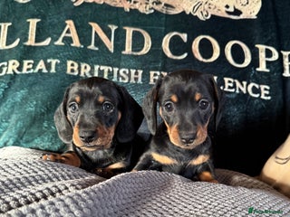 Miniature Dachshund dogs Adorable KC Reg smooth coated mini Dachshunds - Advert 6
